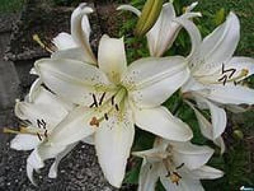 Как укрыть цветы на зиму. 01 Как укрыть цветы на зиму. 01