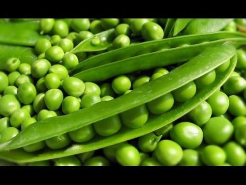 Консервирование зеленого горошка в домашних условиях. 01 Консервирование зеленого горошка в домашних условиях. 01
