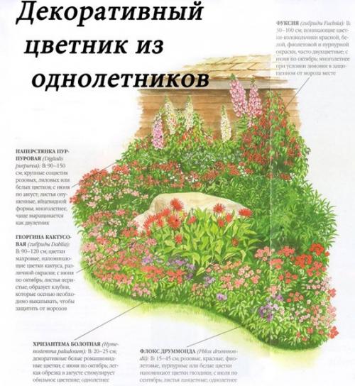 Бархатцы Оранжевое пламя отклоненные махровые семена
