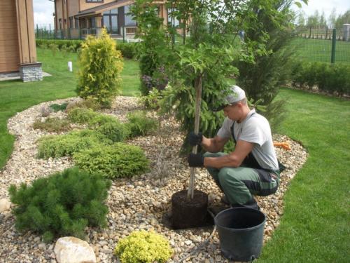 Когда сажают осенью деревья. Плюсы и минусы осенней посадки