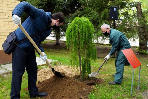 Когда сажают осенью деревья. Плюсы и минусы осенней посадки