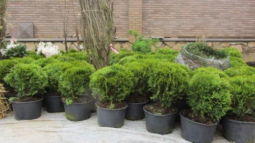 Когда сажают осенью деревья. Плюсы и минусы осенней посадки