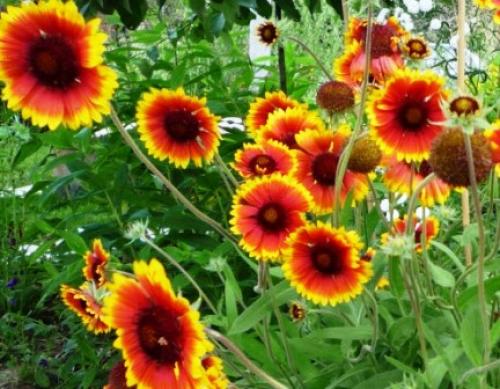 Что посадить осенью на даче. Посадка плодовых, лиственных деревьев и кустарников 06 Что посадить осенью на даче. Посадка плодовых, лиственных деревьев и кустарников 06