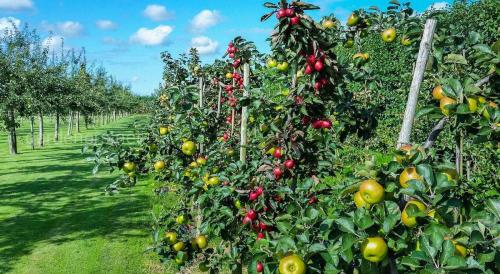 Когда лучше пересаживать плодовые деревья весной или осенью. Какой возраст растений считается достаточным для весенней посадки?