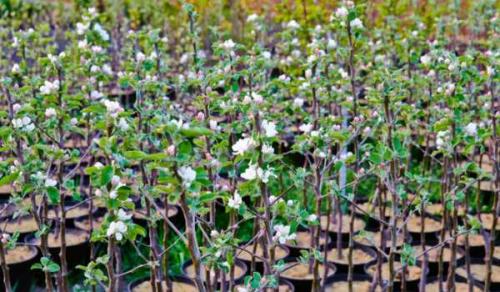 Посадка колоновидных деревьев осенью. Какие сорта колоновидных деревьев посадить в саду