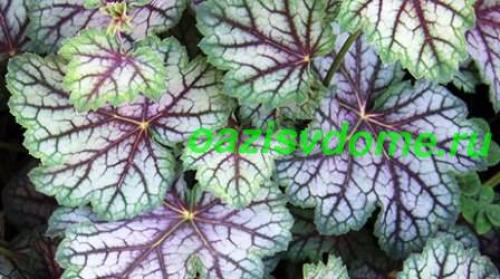 Что посадить осенью на даче. Посадка плодовых, лиственных деревьев и кустарников 03 Что посадить осенью на даче. Посадка плодовых, лиственных деревьев и кустарников 03