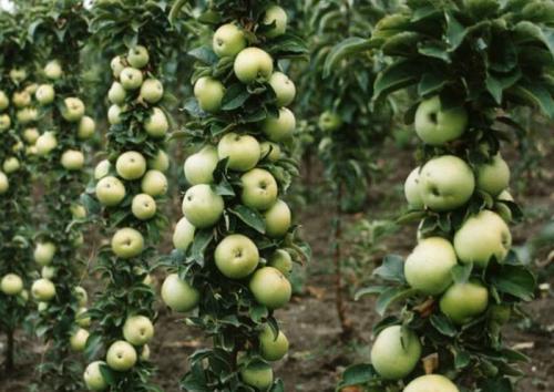 Посадка колоновидных деревьев осенью. Какие сорта колоновидных деревьев посадить в саду