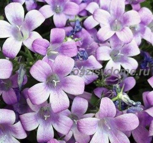 Что посадить осенью на даче. Посадка плодовых, лиственных деревьев и кустарников 05 Что посадить осенью на даче. Посадка плодовых, лиственных деревьев и кустарников 05