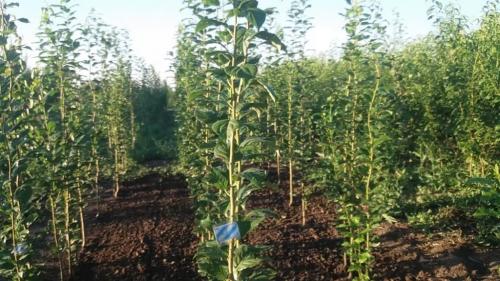 Посадка колоновидных деревьев осенью. Какие сорта колоновидных деревьев посадить в саду