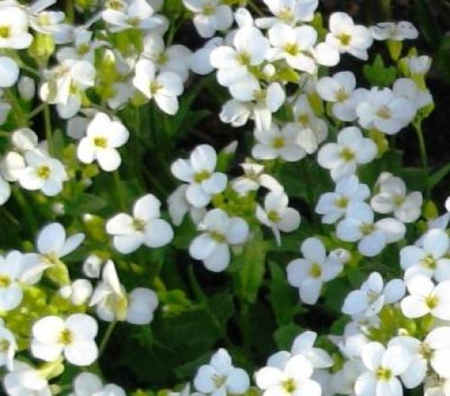 Что посадить осенью на даче. Посадка плодовых, лиственных деревьев и кустарников 08 Что посадить осенью на даче. Посадка плодовых, лиственных деревьев и кустарников 08