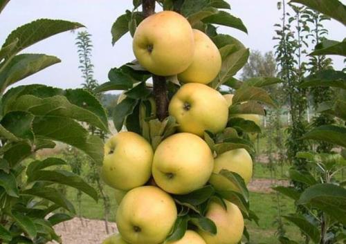 Посадка колоновидных деревьев осенью. Какие сорта колоновидных деревьев посадить в саду