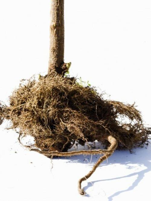 Посадка саженцев плодовых деревьев осенью на кубани. Что сажать?