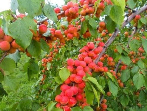 Посадка колоновидных деревьев осенью. Какие сорта колоновидных деревьев посадить в саду