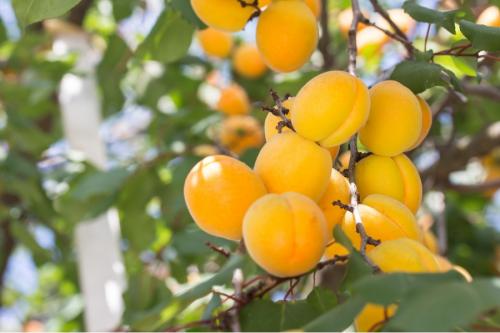 Посадка колоновидных деревьев осенью. Какие сорта колоновидных деревьев посадить в саду