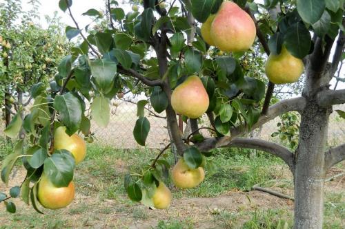 Посадка деревьев осенью когда и как посадить. Посадка и пересадка деревьев осенью: рекомендации опытных садоводов