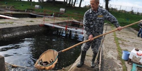 Пруд для разведения рыбы. Оцениваем идею 02