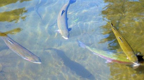 Пруд для разведения рыбы. Оцениваем идею 01