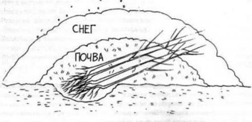 Посадка деревьев осенью сроки на юге. Когда сажать плодовые деревья осенью: оптимальные сроки