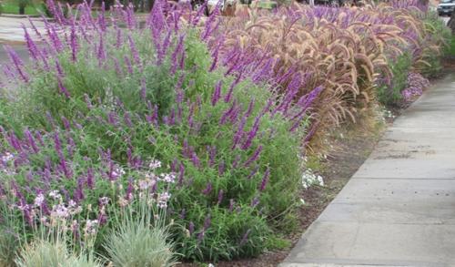 Что посадить вдоль дорожки на даче, чтобы было красиво. Что посадить вдоль дорожек