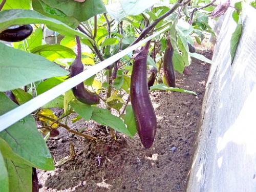 Что посадить на даче начинающему дачнику. Навигация по записям