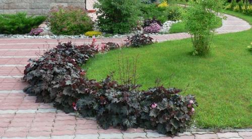 Что посадить вдоль дорожки на даче, чтобы было красиво. Что посадить вдоль дорожек