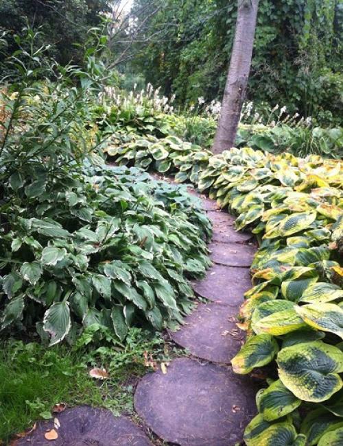 Что посадить вдоль дорожки на даче, чтобы было красиво. Что посадить вдоль дорожек