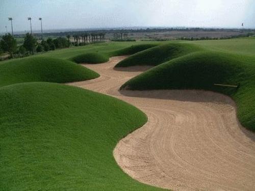 Что посадить вдоль дорожки на даче, чтобы было красиво. Что посадить вдоль дорожек