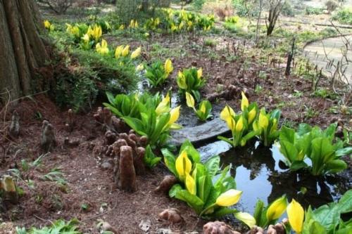 Что посадить в сыром месте на даче. Требования к растениям для переувлажненных участков