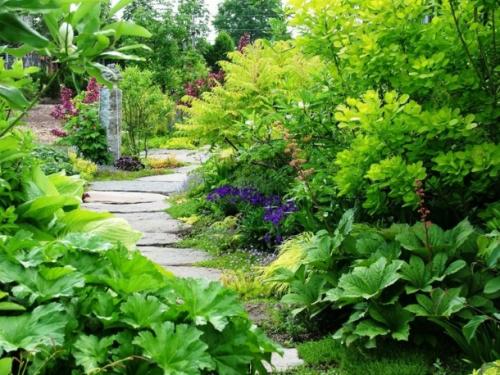 Что посадить вдоль дорожки на даче, чтобы было красиво. Что посадить вдоль дорожек