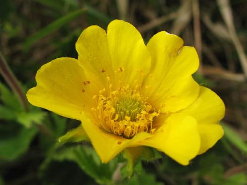 Что посадить на кладбище без полива на солнце многолетник. Какие неприхотливые многолетние цветы можно посадить на кладбище