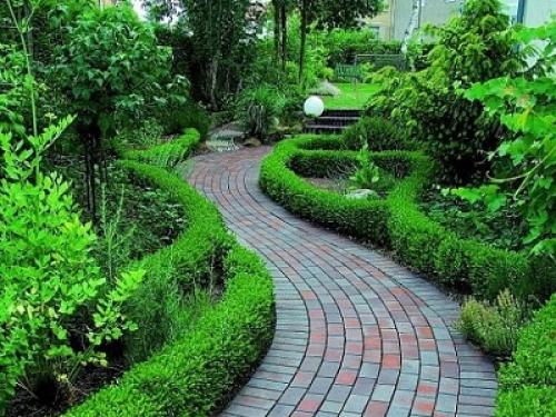 Что посадить вдоль дорожки на даче, чтобы было красиво. Что посадить вдоль дорожек