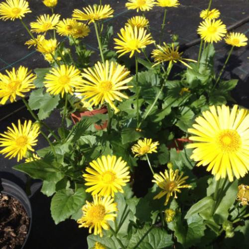 Что посадить на кладбище без полива на солнце многолетник. Какие неприхотливые многолетние цветы можно посадить на кладбище