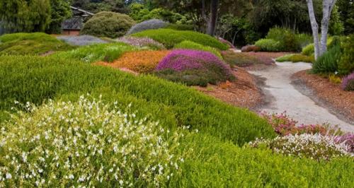 Что посадить вдоль дорожки на даче, чтобы было красиво. Что посадить вдоль дорожек