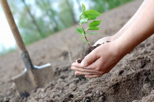 Когда сажать саженцы плодовых деревьев осенью. Посадка и пересадка деревьев осенью: рекомендации опытных садоводов
