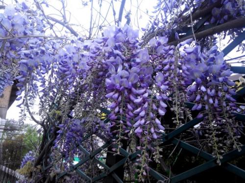 Самое красивое дерево в мире 150-летнее дерево глицинии. Глициния — идеальный вариант для вашего сада +84 фото!