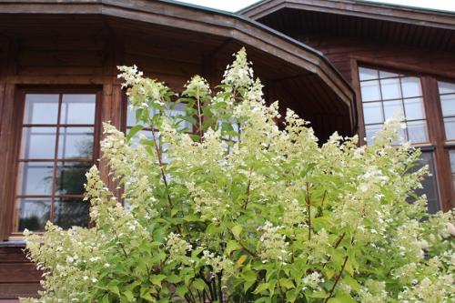 Гортензия метельчатая лучшие сорта для подмосковья. Популярные сорта метельчатой гортензии для Московской области