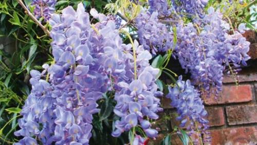 Глициния в Подмосковье. Уход и выращивание глицинии в Подмосковье, подборка сортов 12