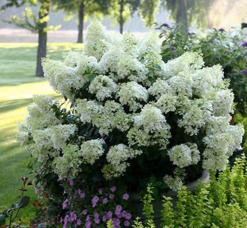 Гортензия метельчатая лучшие сорта для подмосковья. Популярные сорта метельчатой гортензии для Московской области