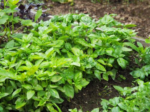 Как избавиться от котов во дворе частного дома. Как защитить свой двор или участок от бродячих котов?