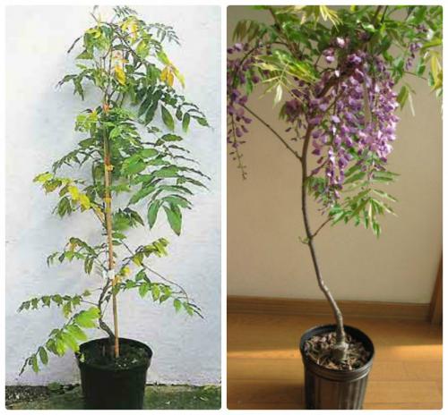 Самое красивое дерево в мире 150-летнее дерево глицинии. Глициния — идеальный вариант для вашего сада +84 фото!