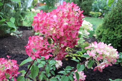 Гортензия метельчатая лучшие сорта для подмосковья. Популярные сорта метельчатой гортензии для Московской области