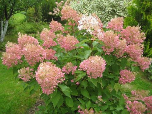 Гортензия метельчатая лучшие сорта для подмосковья. Популярные сорта метельчатой гортензии для Московской области