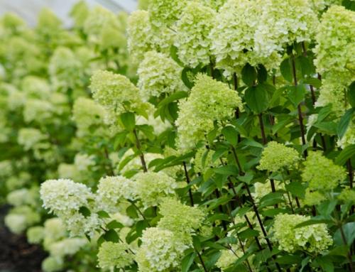 Гортензия метельчатая лучшие сорта для подмосковья. Популярные сорта метельчатой гортензии для Московской области
