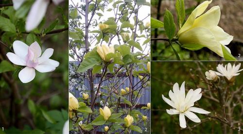 Глициния в Подмосковье. Уход и выращивание глицинии в Подмосковье, подборка сортов 14