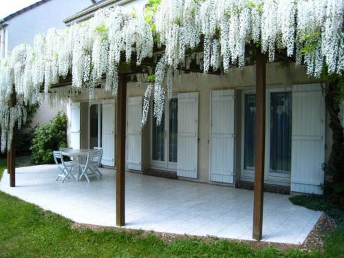 Самое красивое дерево в мире 150-летнее дерево глицинии. Глициния — идеальный вариант для вашего сада +84 фото!