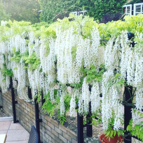 Самое красивое дерево в мире 150-летнее дерево глицинии. Глициния — идеальный вариант для вашего сада +84 фото!