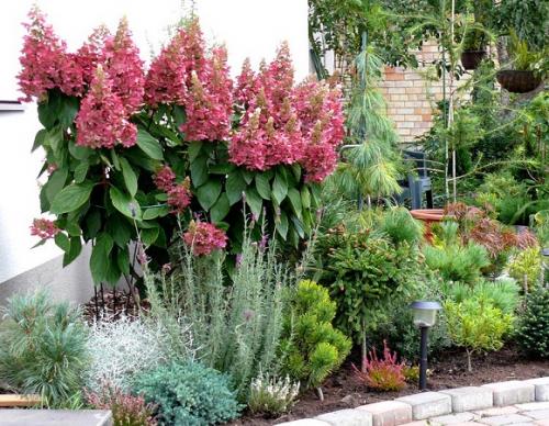 Гортензия метельчатая лучшие сорта для подмосковья. Популярные сорта метельчатой гортензии для Московской области