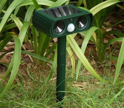 Как избавиться от котов во дворе частного дома. Как защитить свой двор или участок от бродячих котов?