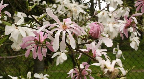 Глициния в Подмосковье. Уход и выращивание глицинии в Подмосковье, подборка сортов 15