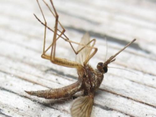 Обработка участка от комаров и мошек 03 Обработка участка от комаров и мошек 03